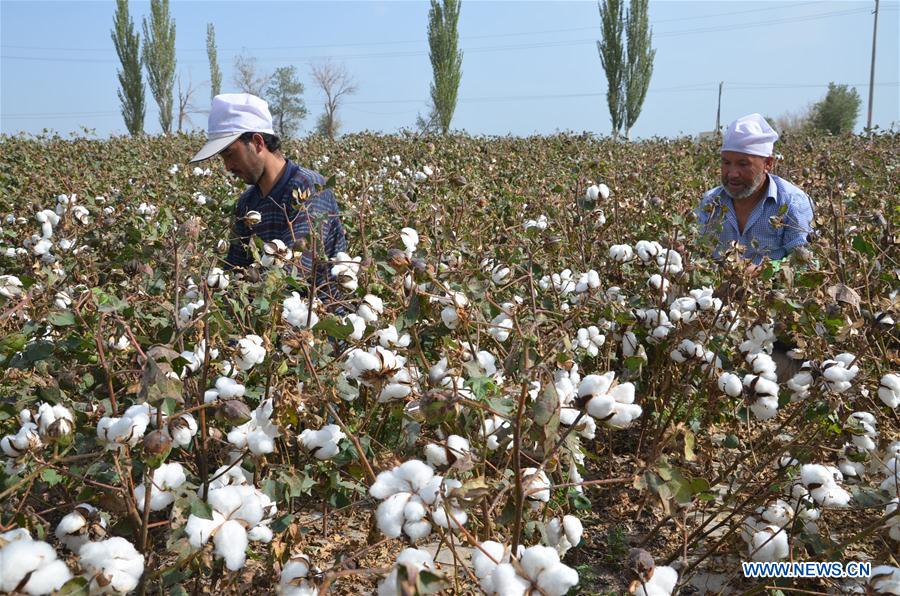#CHINA-XINJIANG-COTTON-PICKING (CN)
