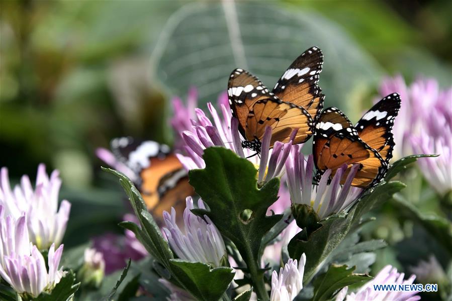 CHINA-JINAN-SCENERY-BUTTERFLY (CN)