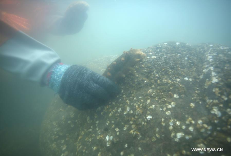 fishermen harvest sea cucumbers in ne china