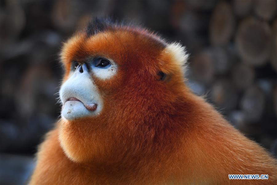 snub-nosed,oprah winfrey people live in harmony with golden snub-nosed monkey in yangxian