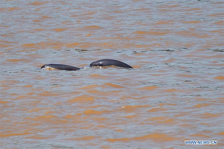 finless porpoises seen in yangtze river in yichang, hubei