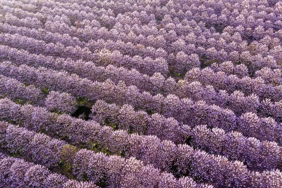 Lankao county in Central China's Henan embraces a sea of flowering Paulownia trees
