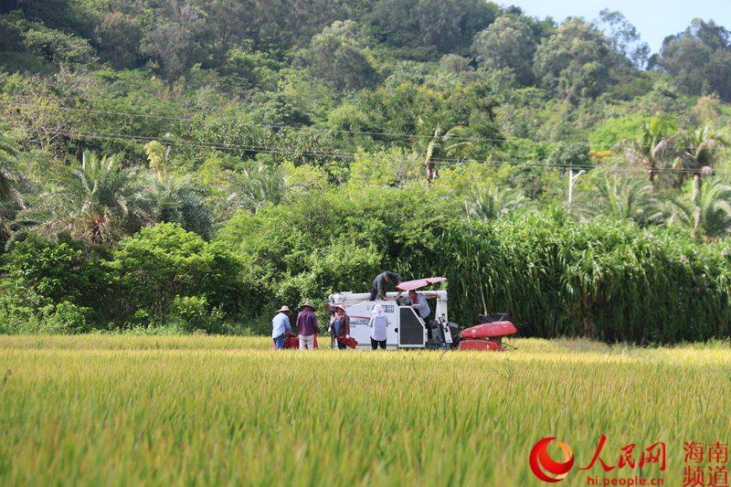 New super hybrid rice variety breaks high yield record in S China's Sanya