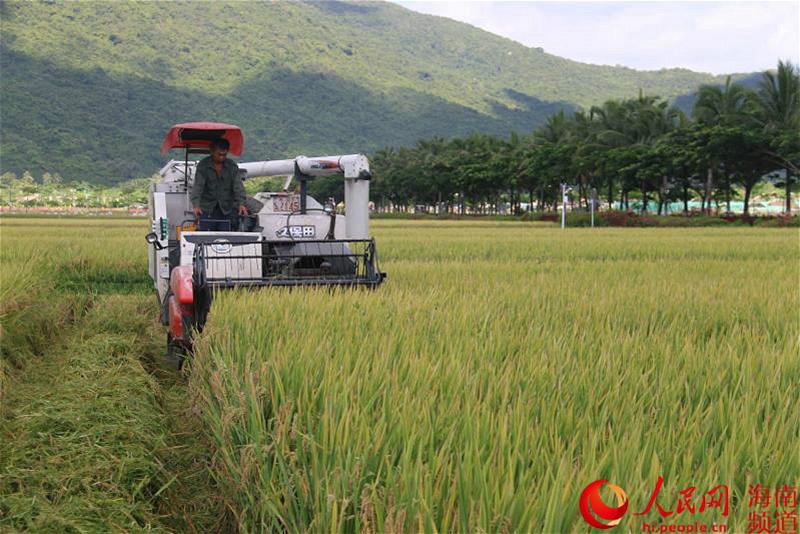 New super hybrid rice variety breaks high yield record in S China's Sanya