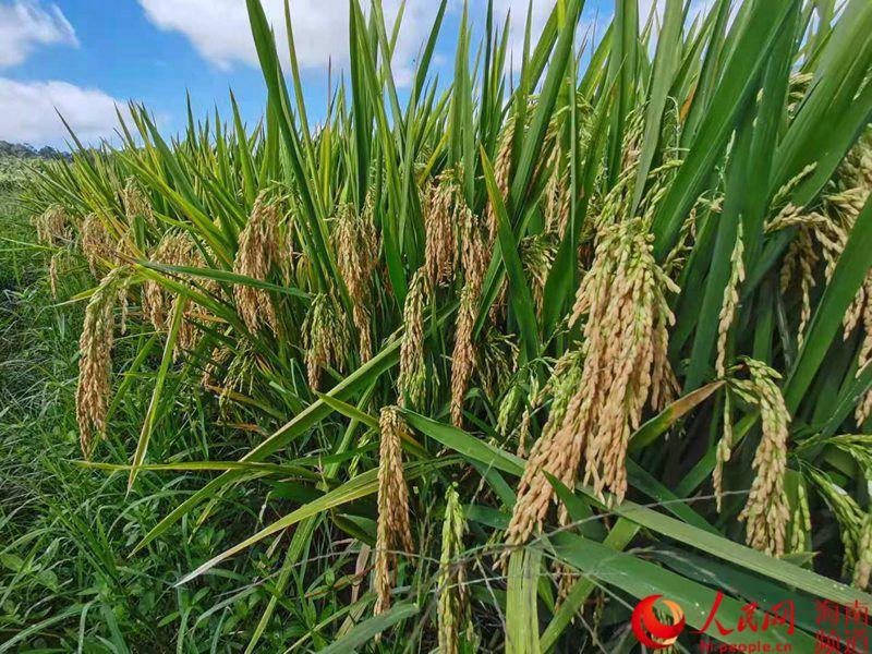 New super hybrid rice variety breaks high yield record in S China's Sanya