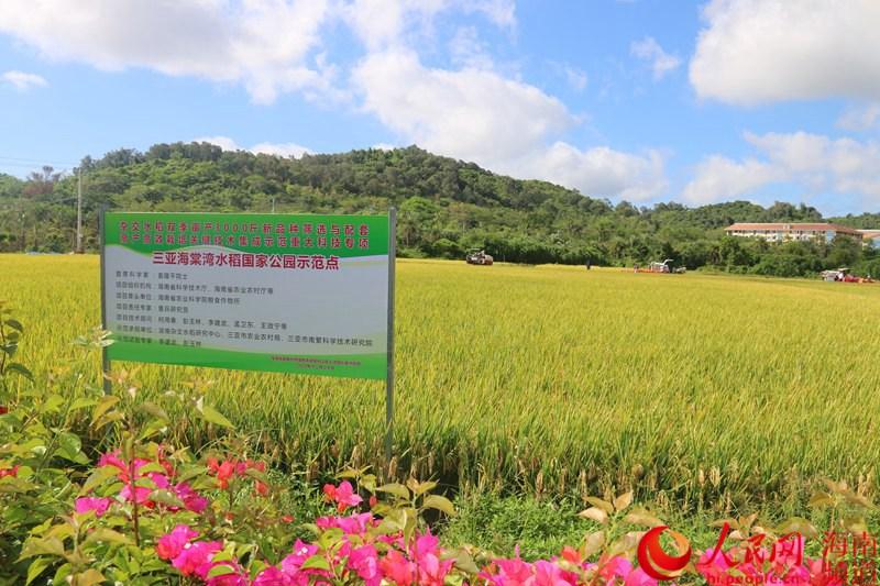 New super hybrid rice variety breaks high yield record in S China's Sanya