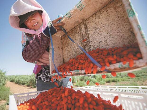 Upgrades help goji berries lift people out of poverty in Ningxia