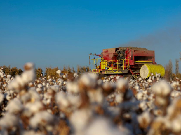 Cotton harvest comes to end in Xayar County, NW China