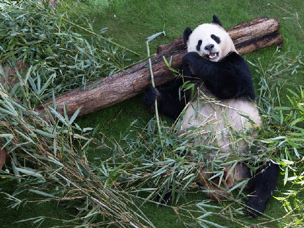 Chinese giant pandas meet public in Doha