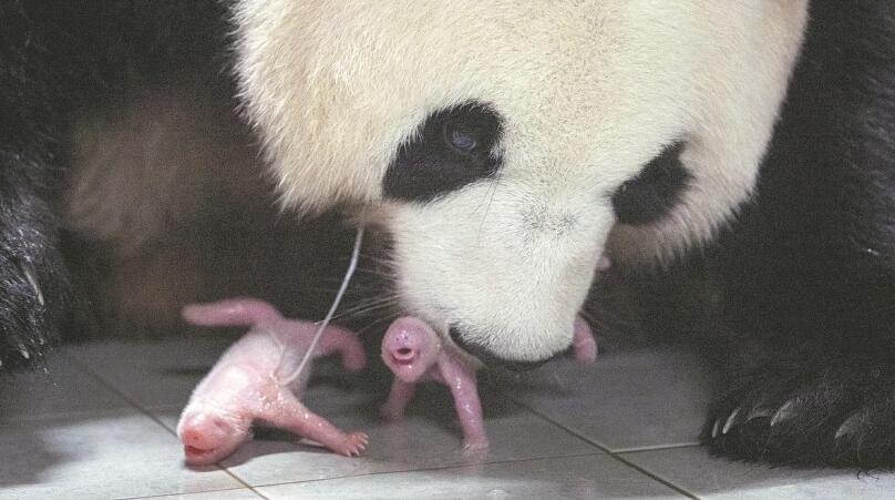 Giant panda gives birth to twin female cubs in South Korea