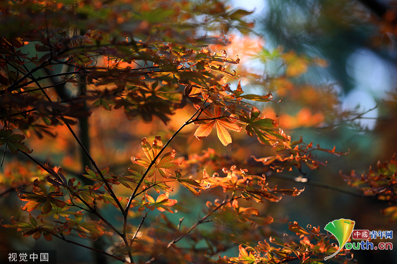 Dew Moistened Colorful Autumn Leaves English China Youth International