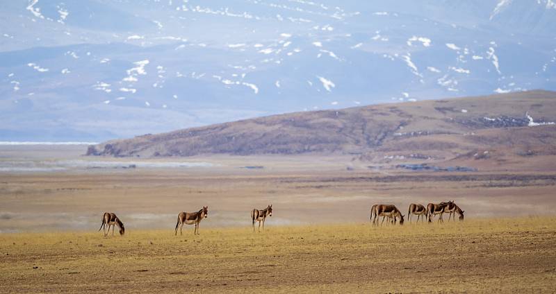 Herds of kiang galloped beneath the snowy mountains