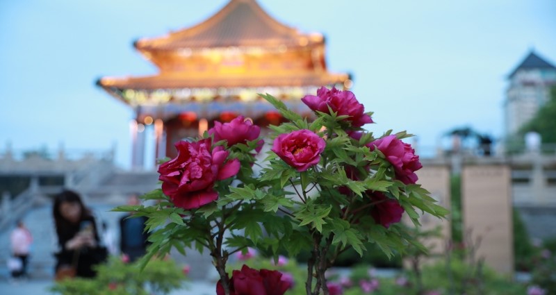 Peonies in full bloom at Xingqing Palace Site Park in Xi