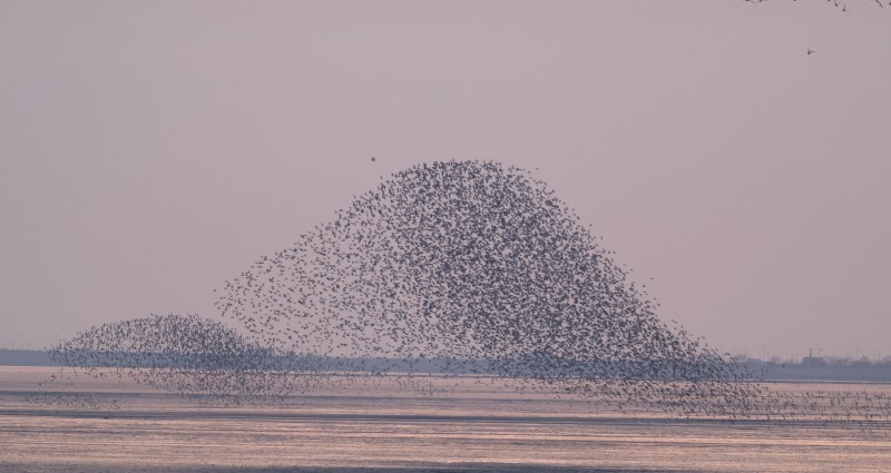 Bird waves at Yalu River Estuary
