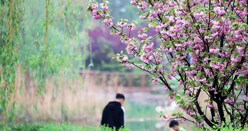 Birds played in the spring light after the rain in Linyi
