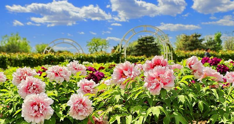 Over 100,000 peony flowers were in full bloom at Beijing Huaxiang Park