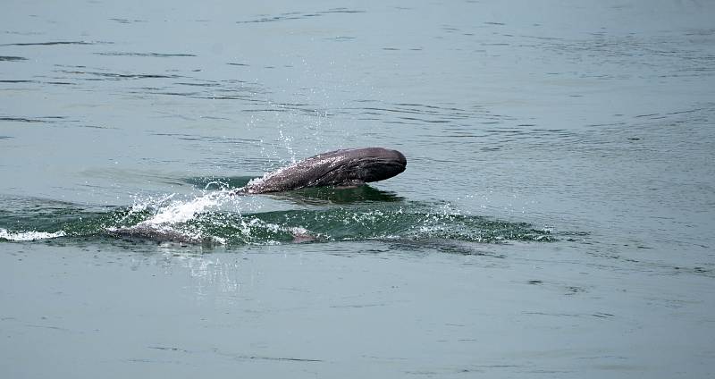 Yangtze River dolphins frolicked in the Gezhouba waters