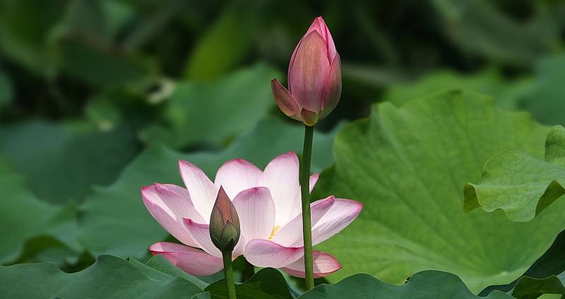 With the beginning of summer, lotus flowers are budding