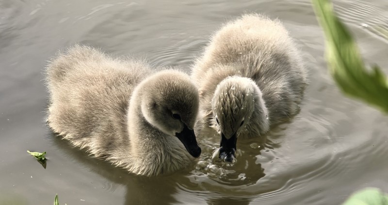 Black swan babies were born in a wetland park in Gansu