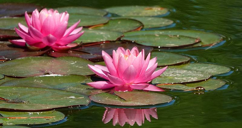Water lilies in National Botanical Garden bloomed in their glory
