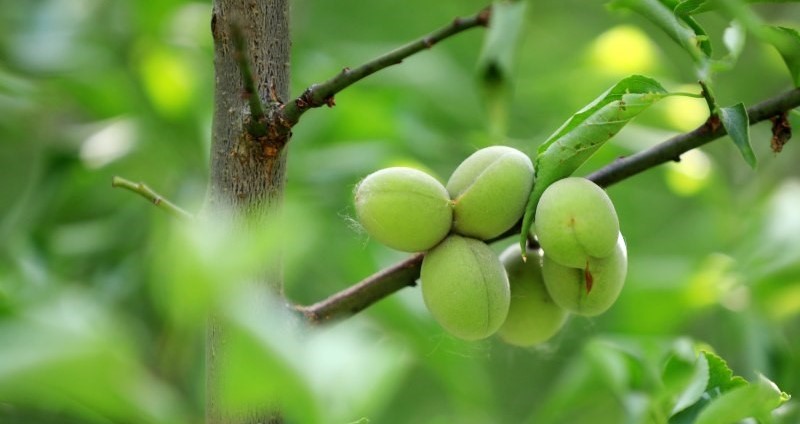 Green plums hang all over the branches