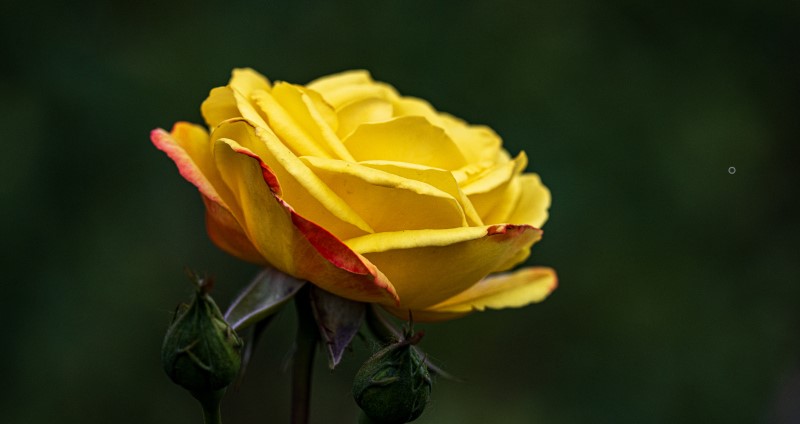 Yellow Chinese roses are in full bloom in Beijing