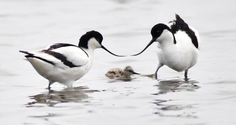 Hetao Wetland becomes a habitat for flocks of seabirds