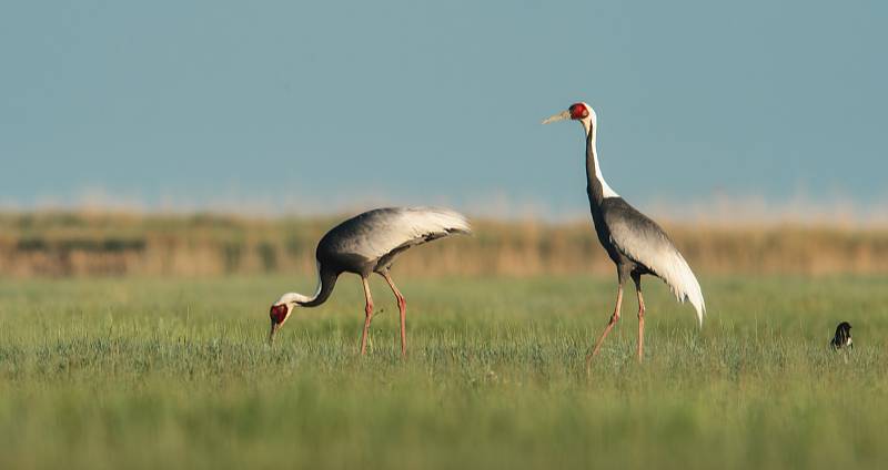  White-naped cranes were seen foraging and frolicking
