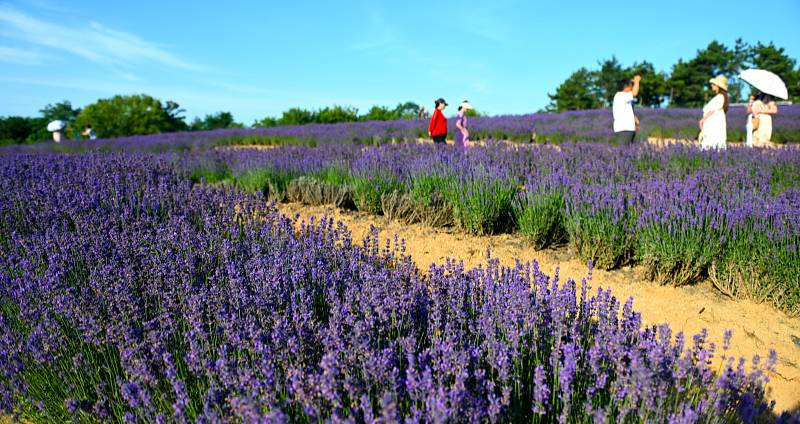 Lavender bloomed at the foot of Laoshan Mountain
