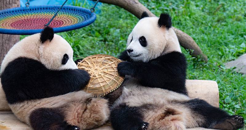 Giant pandas in Chongqing gathered for a leisurely feast
