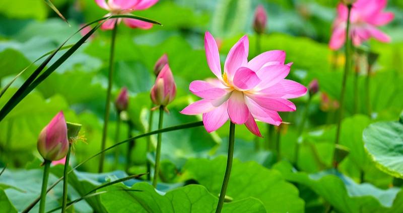 Lotus flowers gracefully swayed in Qingdao
