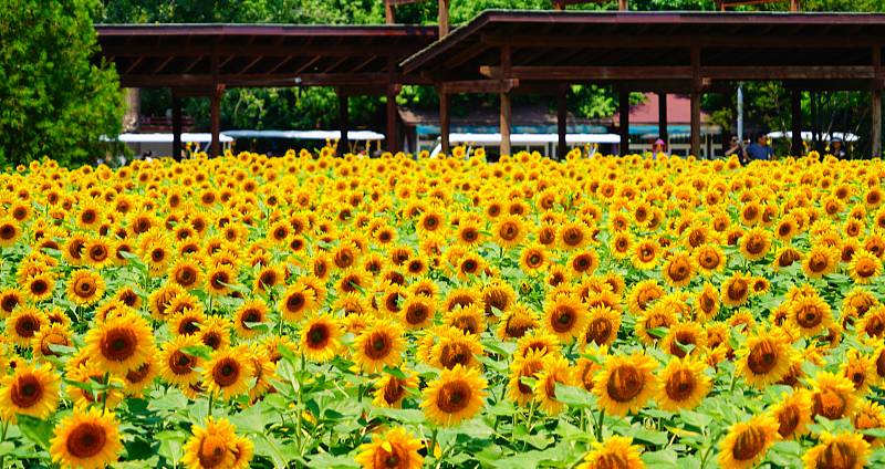 Sunflowers in Beijing Olympic Forest Park glittered like an oil painting by Van Gogh