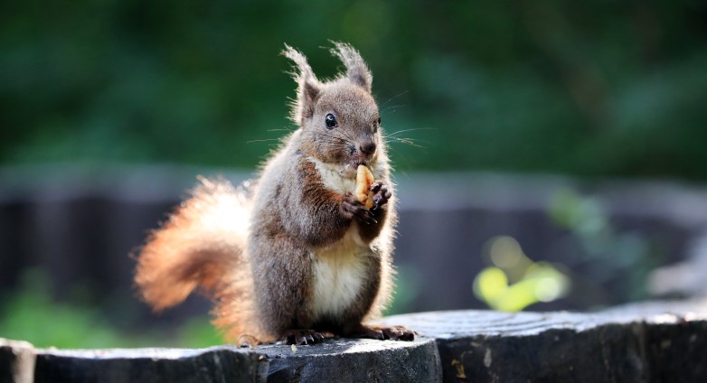 Squirrels seek foods in branches