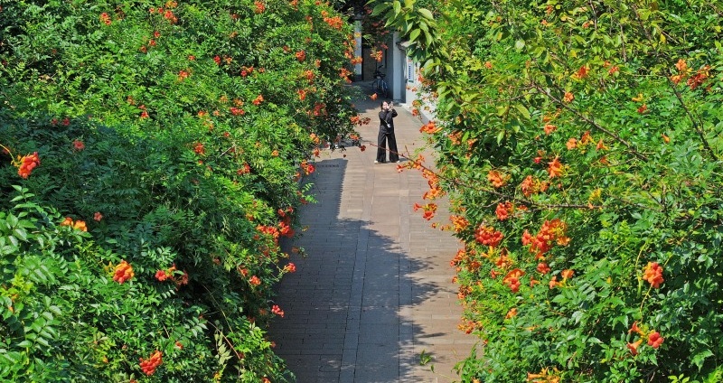 Trumpet creepers bloom in Alleys in Hangzhou