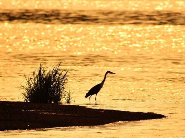 Egret catches fish on wetland as evening tide arrives at an estuary