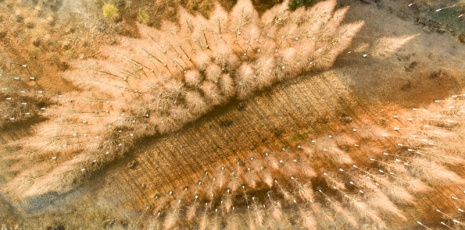 Chinese larches decorate the White Horse Lake