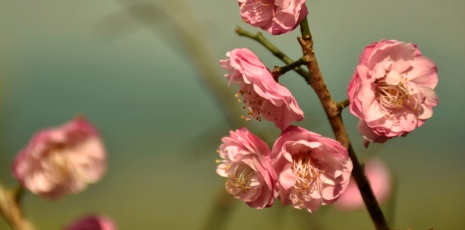 Green apricot plums bloom in Changning