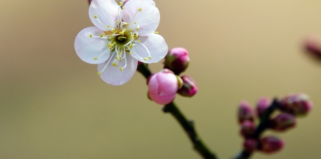 Yichang: Chinese plums bloom in the cold air of winter