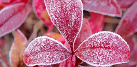 Rime freezes on leaves in Qingdao