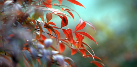 The leaves of the sacred bamboos is turning red in Huaian