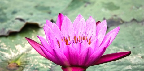 Water lilies bloom in the cold winter in Nanning