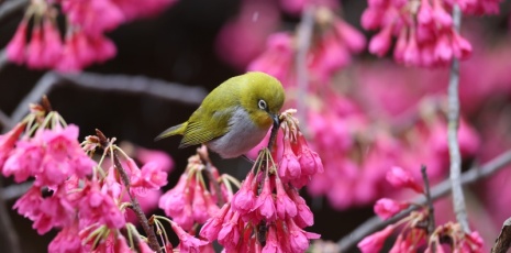 The white-eye birds dance in between the blooms in Kunming