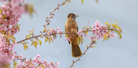 A bird dances on the branch of the pinky cherry blossom of Chongqing