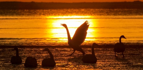 Bathing in the morning glow, swans dance in Weihai