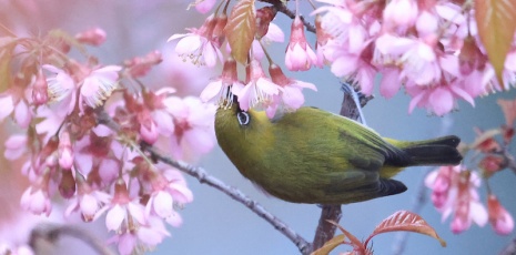 Guiyang: Watch a white-eye dances on branches