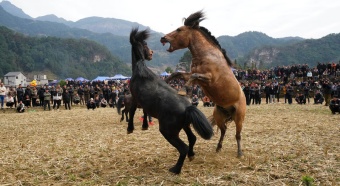 Liuzhou: Celebrating the festival with rooster and horse fighting in Miao villages