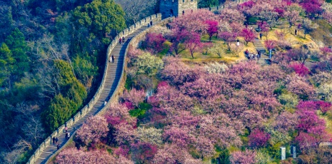 Pink Chinese plum trees blossom in the Ancient City of Taizhou