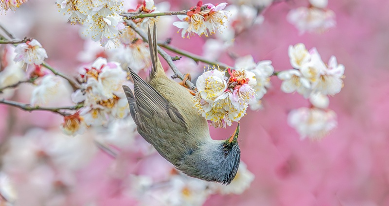 Over 60 kinds of plums bloom in garden where birds tweet