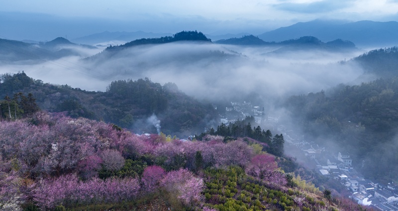 Plum flowers cover mountains where residential buildings stand