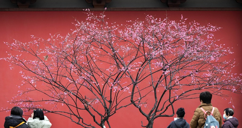 Plum flowers in Deshou Palace spread fragrance